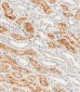 FOLR1 Antibody (N-term)